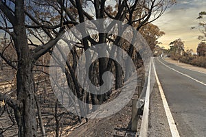 Forest burnt by bushfire in The Blue Mountains in Australia