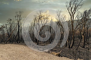 Forest burnt by bushfire in The Blue Mountains in Australia