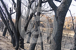 A forest regenerating after bushfire in The Blue Mountains in Australia