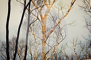 Gum trees burnt by bushfire in The Blue Mountains in Australia