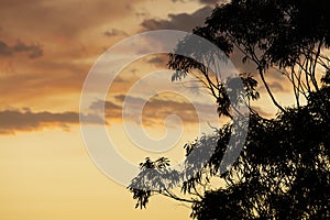 Gum trees and clouds in bush fire smoke at sunset