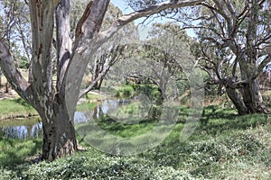 Gum trees on the edge of a creek