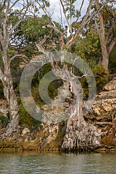 Gum Trees with exposed roots on the banks of the Murray River near Wakefield in South Australia.