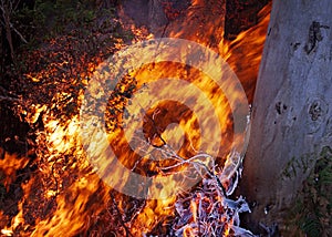 Gum Trees on Fire