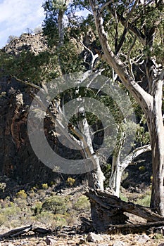 Gum trees, Ikara-Flinders` Ranges National Park, SA, Australia