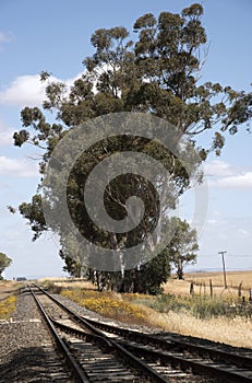 Gum trees and railroad track inAfrica