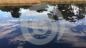 Gum trees reflection over calm river inlet water