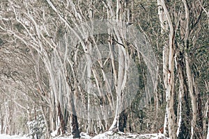Gum trees in the snow