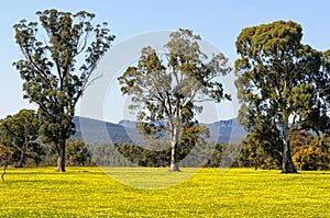 Gum trees on a yellow field - Grampians