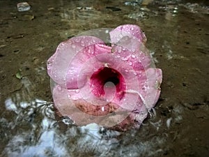 A gumamela flower soak in the rain.