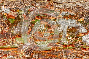 Gumbo-limbo Bursera simaruba closeup of peeling tree trunk bark - Topeekeegee Yugnee TY Park, Hollywood, Florida, USA photo