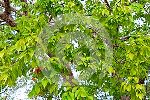 Gumbo-limbo Bursera simaruba tree leaves - Anne Kolb / West Lake Park, Hollywood, Florida, USA photo