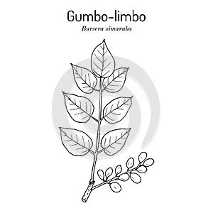 Gumbo-limbo, or copperwood Bursera simaruba , medicinal plant photo
