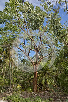 Gumbo Limbo Tree