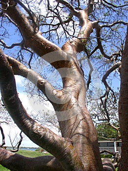 Gumbo-Limbo Tree