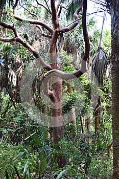 Gumbo Limbo tree Bursera Simaruba photo