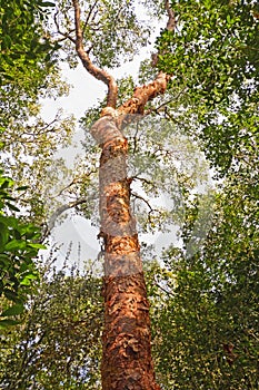 Gumbo-Limbo Tree in the Forest