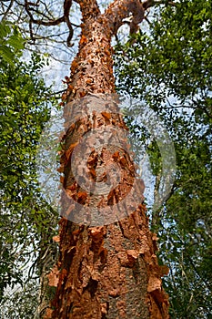 Gumbo-limbo tree with peeling bark photo
