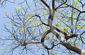 The Gumbo Limbo Tree Reflecting Springtime at Key West