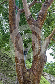 Gumbo Limbo Tree