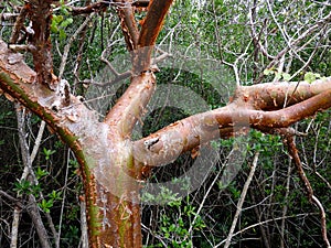 Gumbo-limbo Trees are also known as the tourist tree