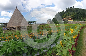 Gumitir garden flower