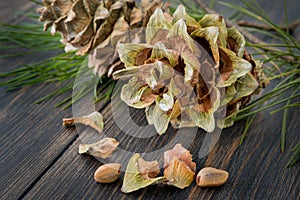 Gummy resinous husked fir-cones with conifer needle branch and c