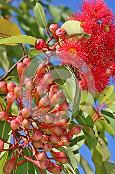 Gumnut Flowers