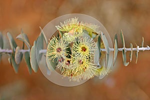 Gumnut Flowers photo