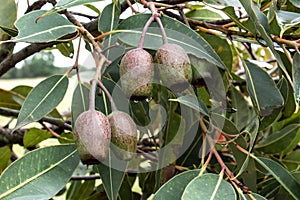 Gumnut seed pods on eucalyptus gum tree photo