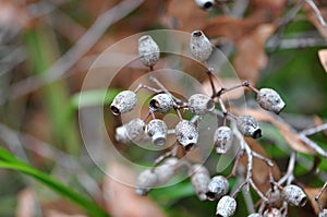 Gumnuts Asutralian Native Plant photo