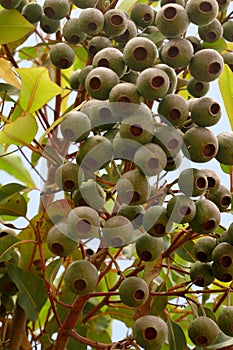 Gumnuts hang from a eucalypt in the Royal Botanic Gardens Cranbourne.