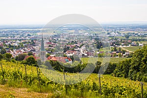 Gumpoldskirchen Austria vineyards photo