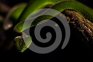 Gumprecht's green pit viper indoors