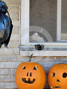 Gumpy Cat waiting for Trick or Treaters