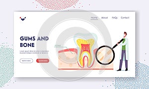 Gums and Bone Landing Page Template. Tiny Dentist Male Doctor Character with Huge Tooth Magnifier Look on Cross Section