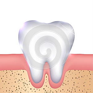 Gums and healthy tooth