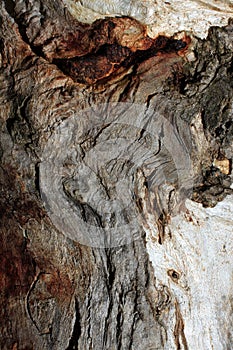Gumtree bark