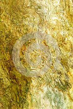 Gumtree Bark Texture Closeup