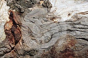 Gumtree bark tree