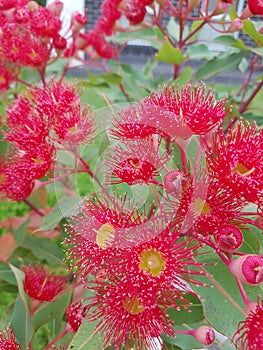 Gumtree flowers