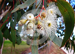 Gumtree flowers