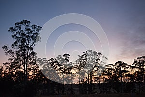 Gumtrees at first light