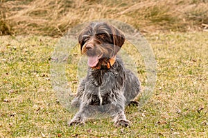 Gun dog waiting for command of her owner. Training with bohemian wire dog in wild. Czech pointer must react immediately after