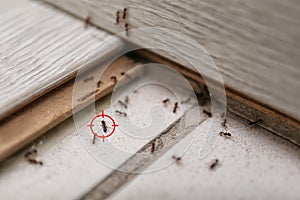 Gun target on ant. Pest control