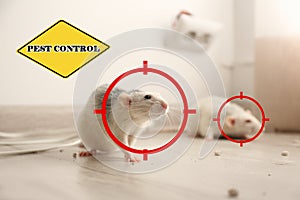 Gun targets on rats and warning sign Pest Control photo