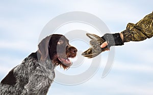 Gundog and the hand of the owner keeps the wing of wildfow