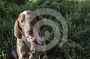 Gundog Perdiguero sticking out his tongue.