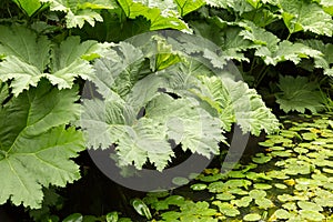 Gunera manicata or giant rhubarb