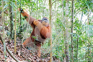 Gungung Leuser Orangutan